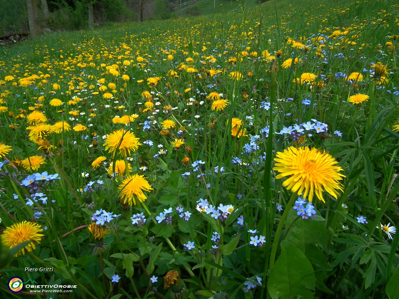 19 prati in fiore....JPG